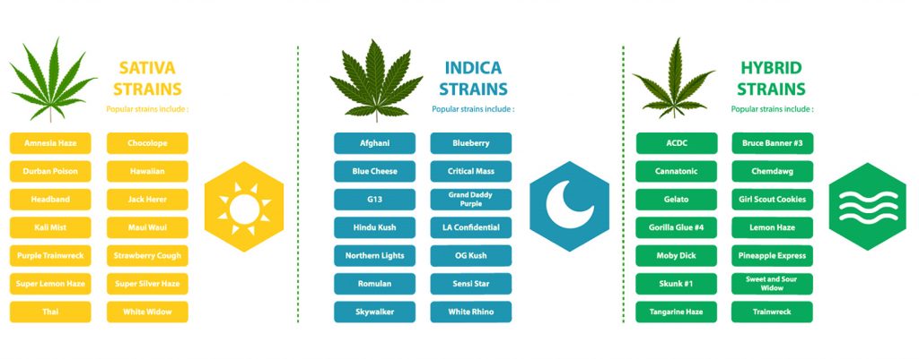 The Best Flower Strains (Sativa, Indica and Hybrid)