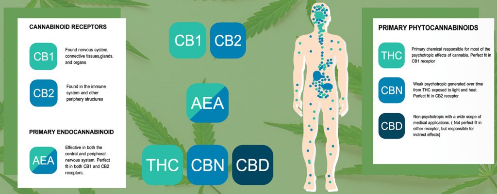 Cannabis Plus The Endocannabinoid System